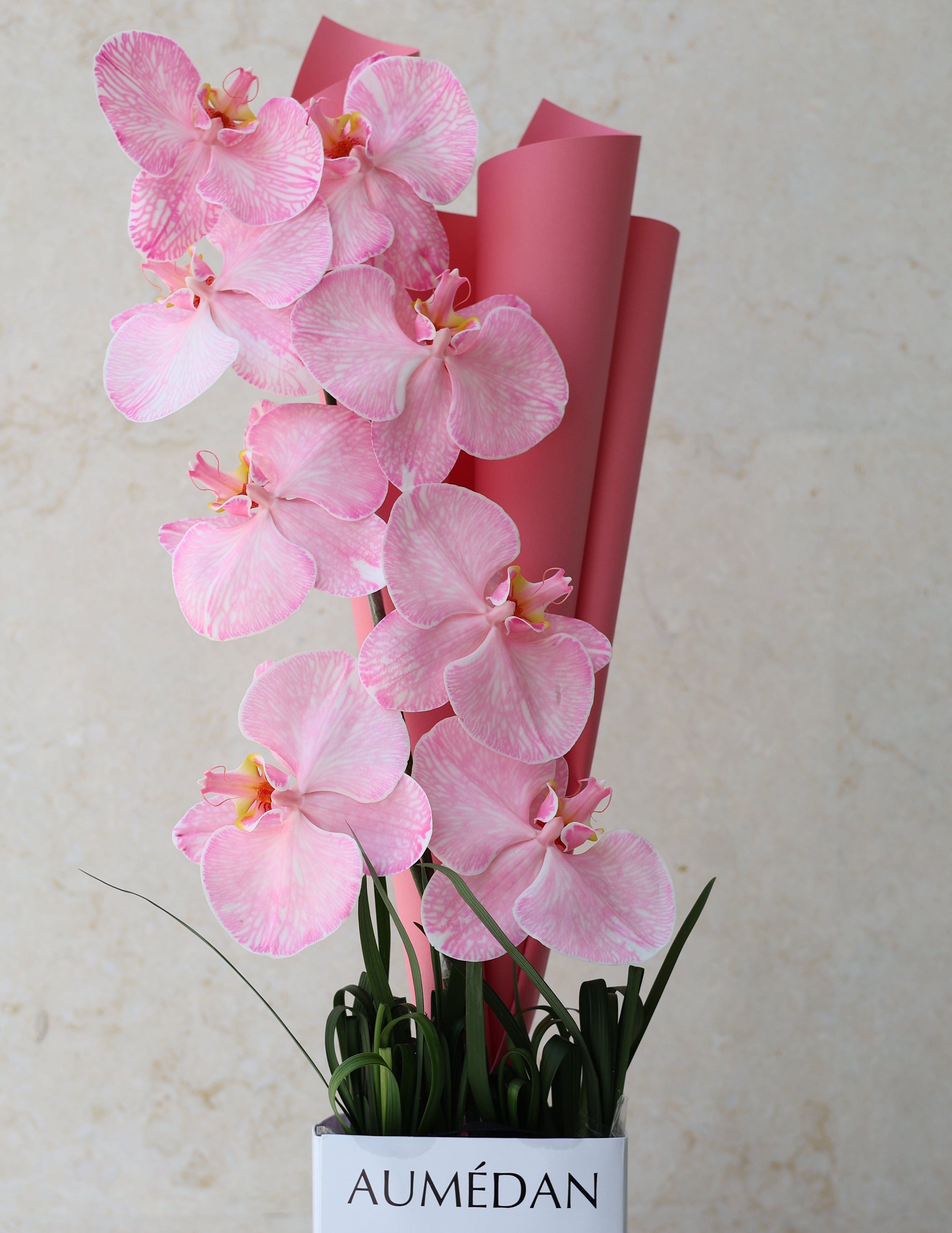 PHALAENOPSIS - QUICKY BAG