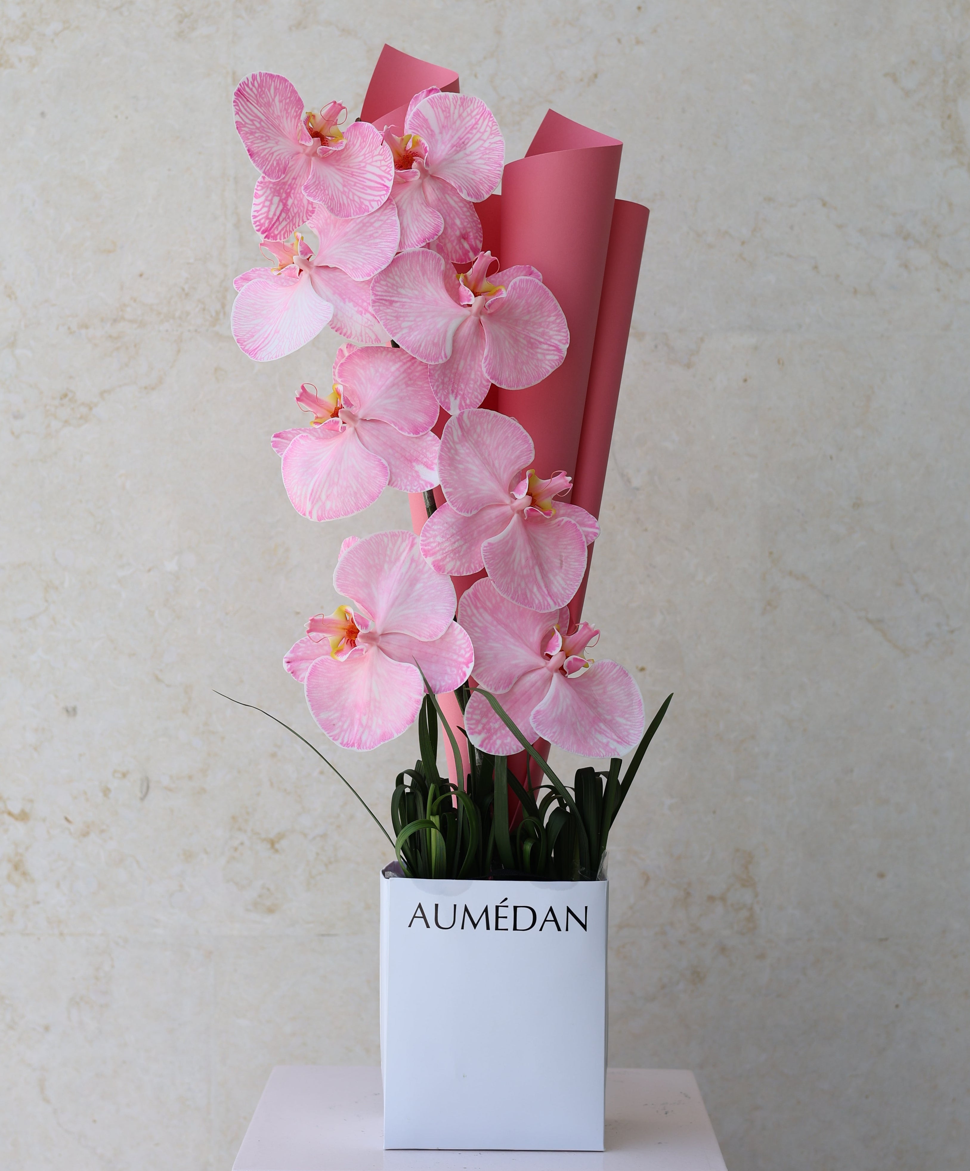 PHALAENOPSIS - QUICKY BAG