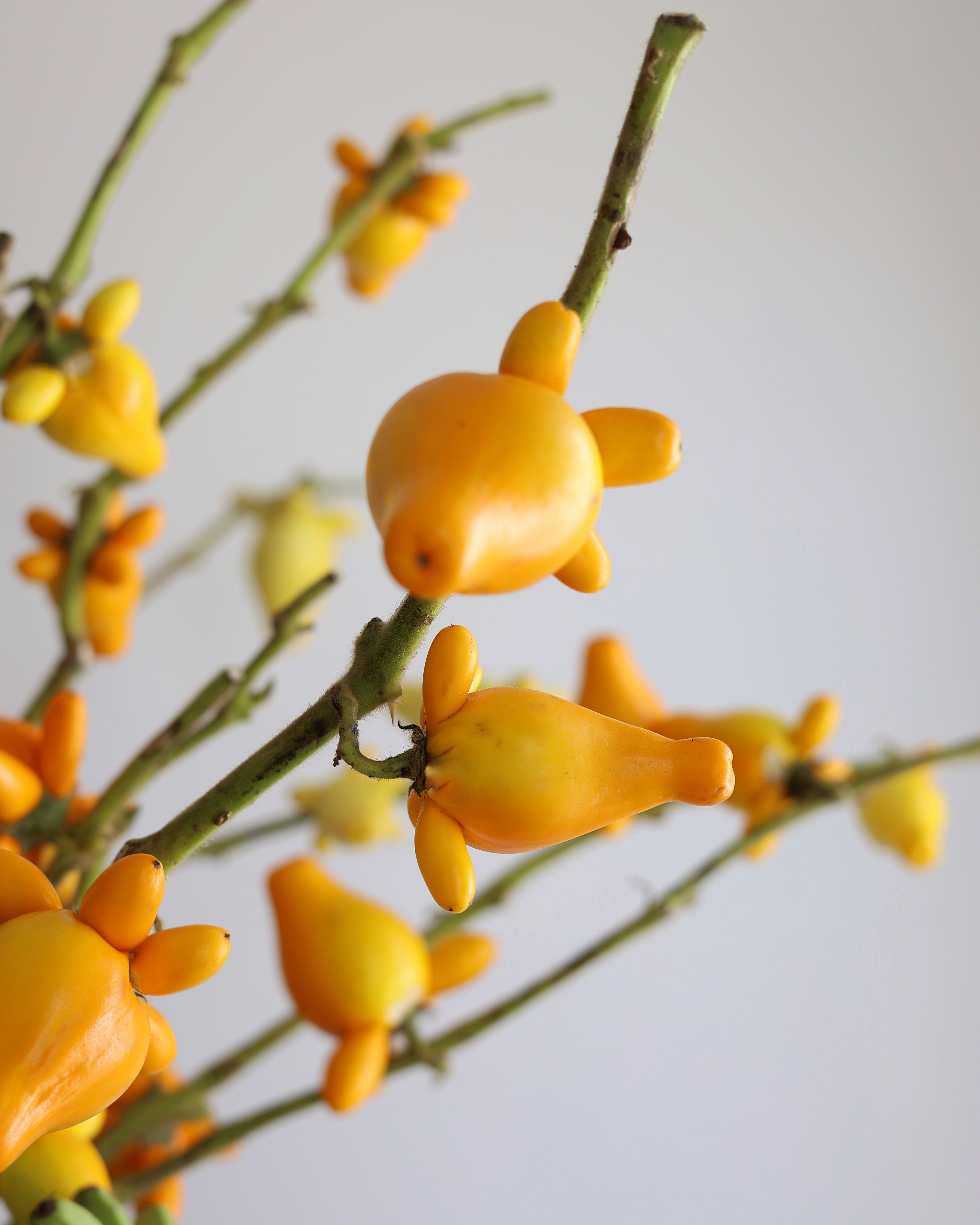 BEYONCÉ TROPICALS - VASE ARRANGEMENT