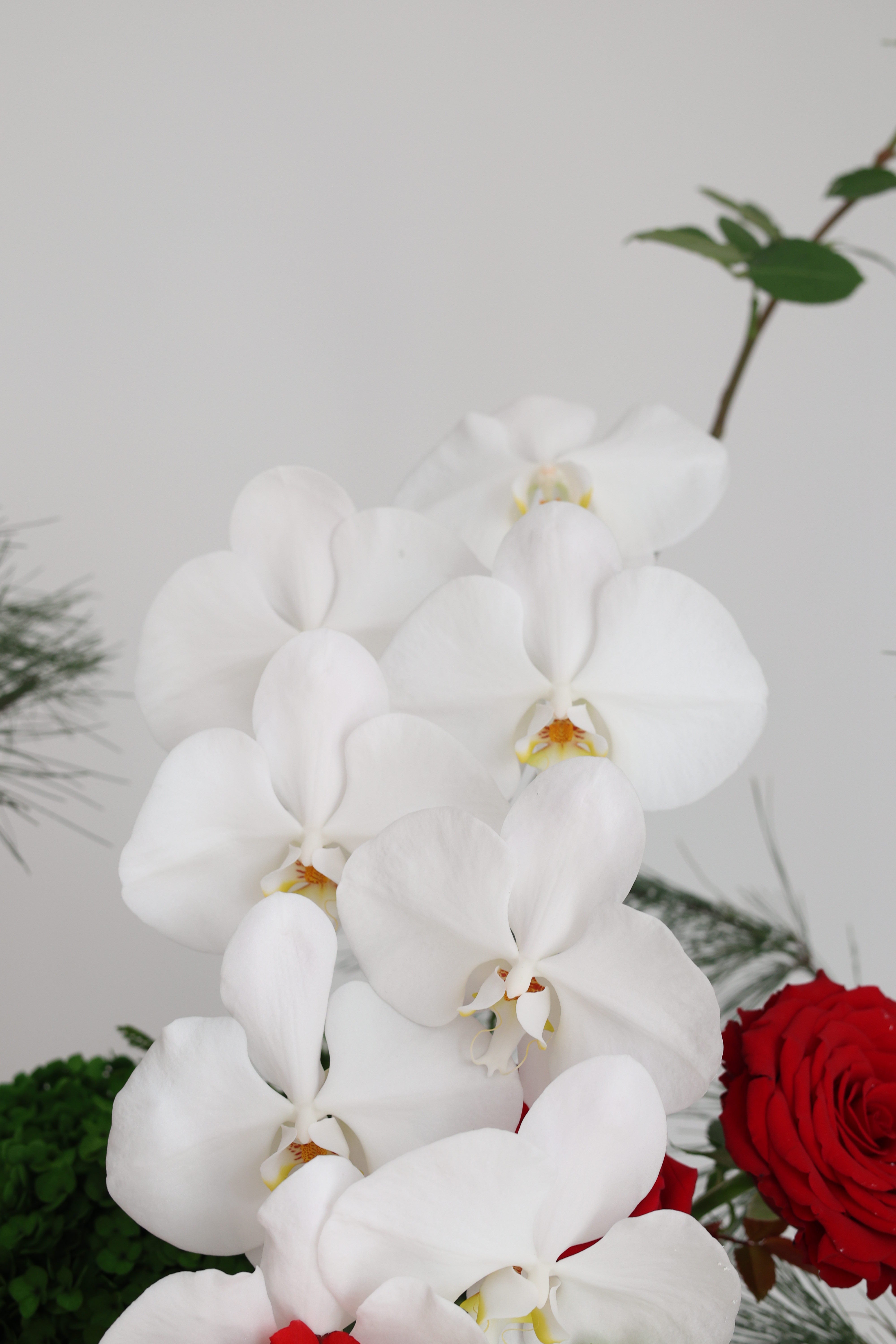 JINGLE ALL THE PETALS - ranger bag