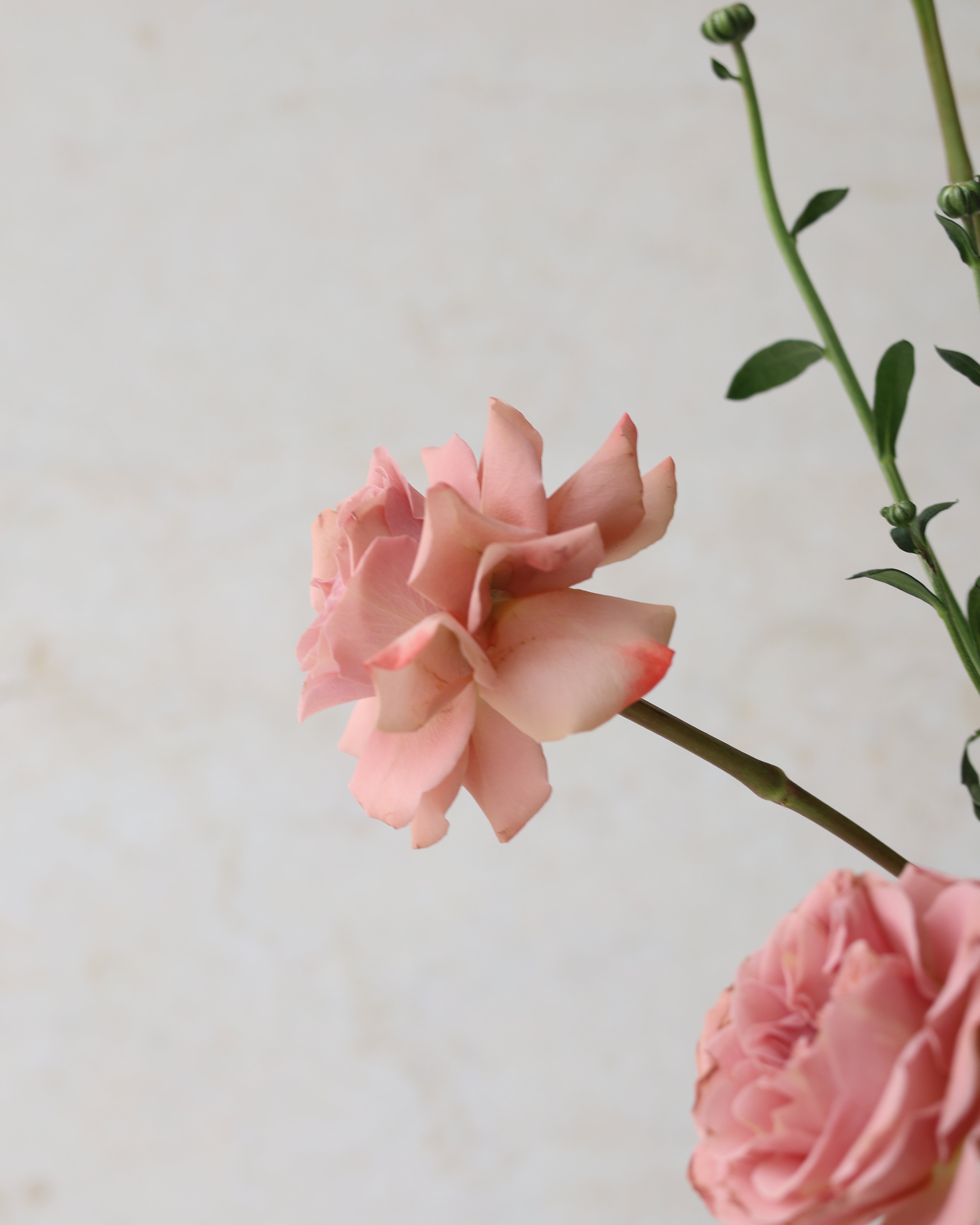 VERDANT GLOW - TRITOTE BAG ARRANGEMENT