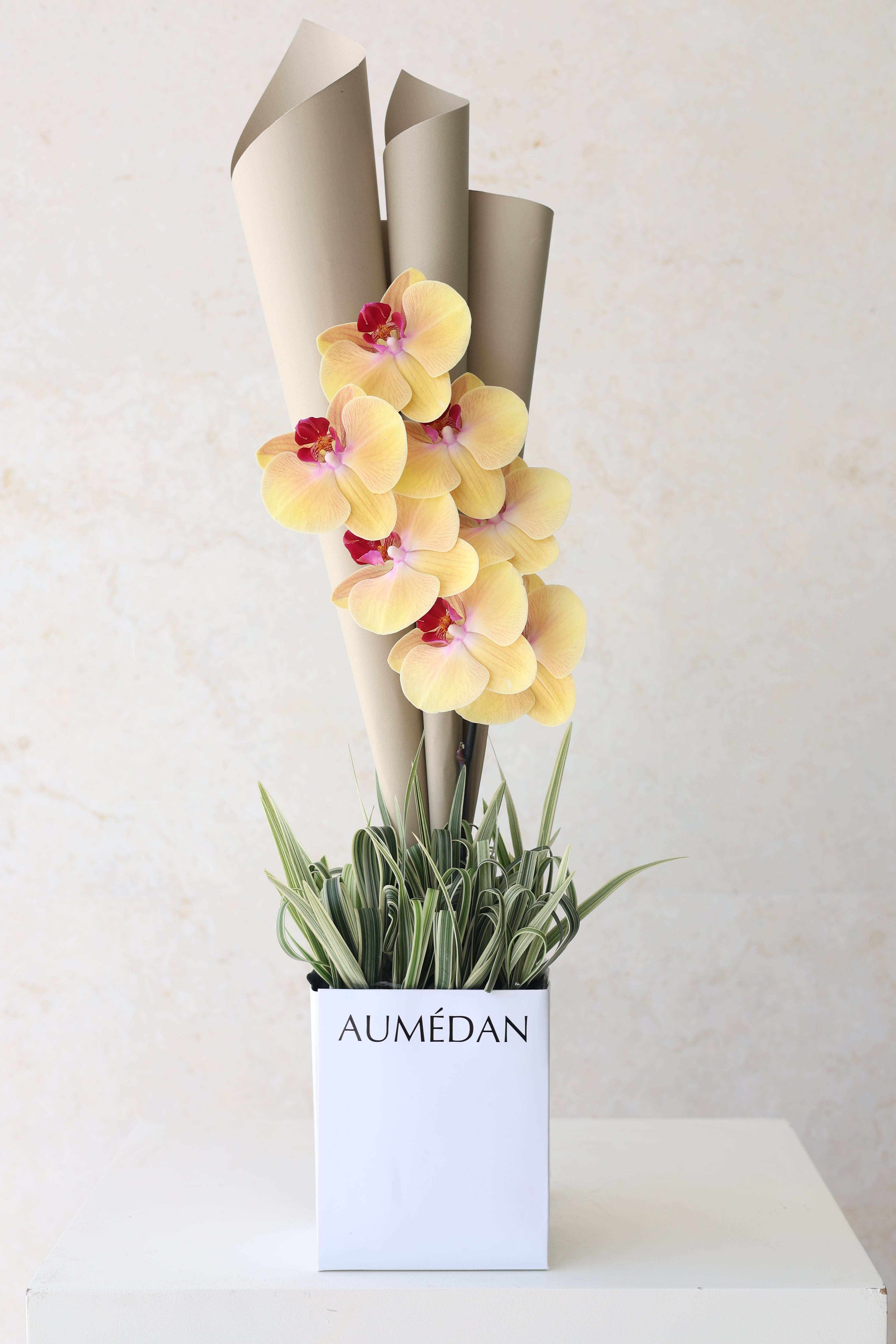 PHALAENOPSIS - QUICKY BAG