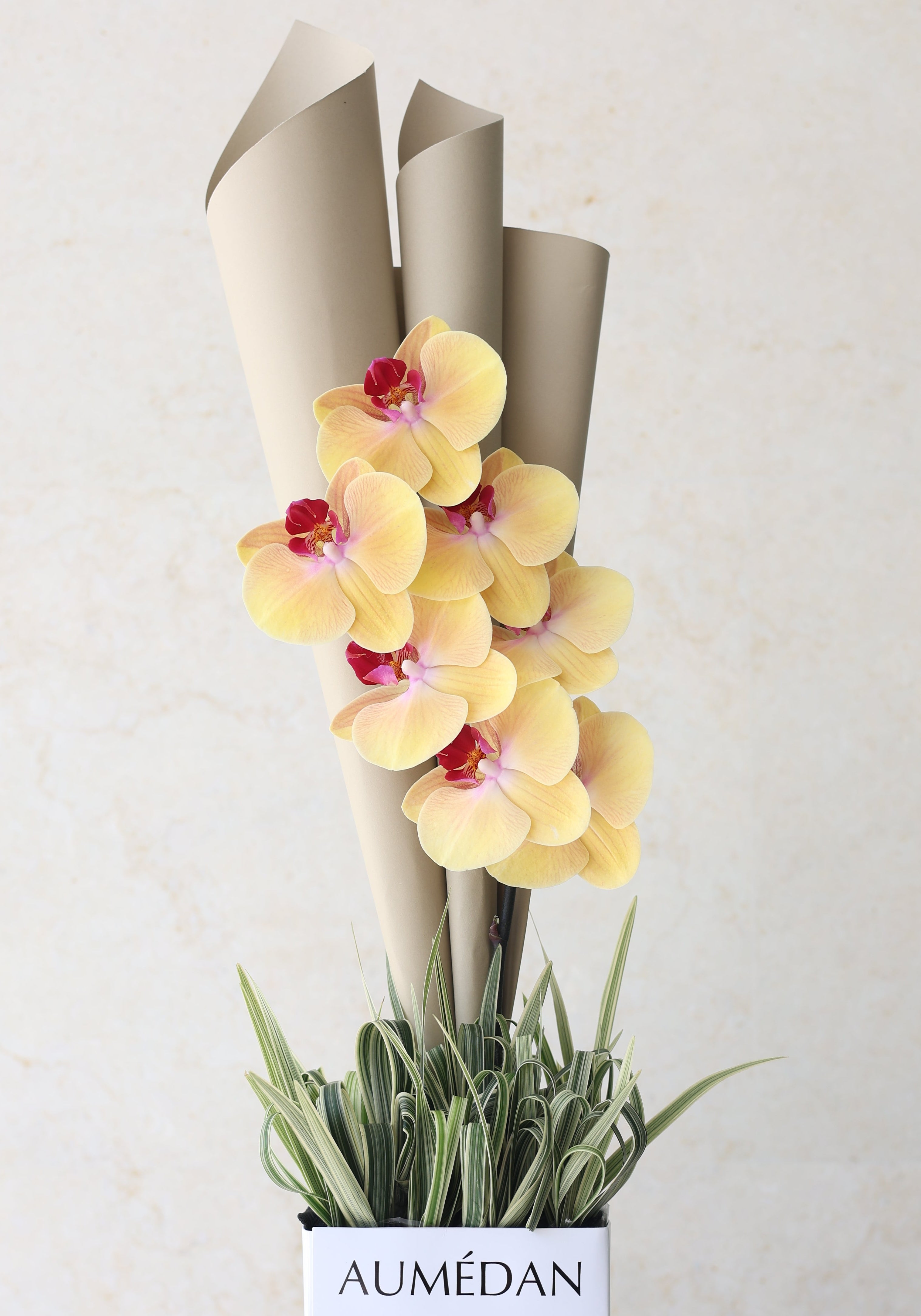 PHALAENOPSIS - QUICKY BAG