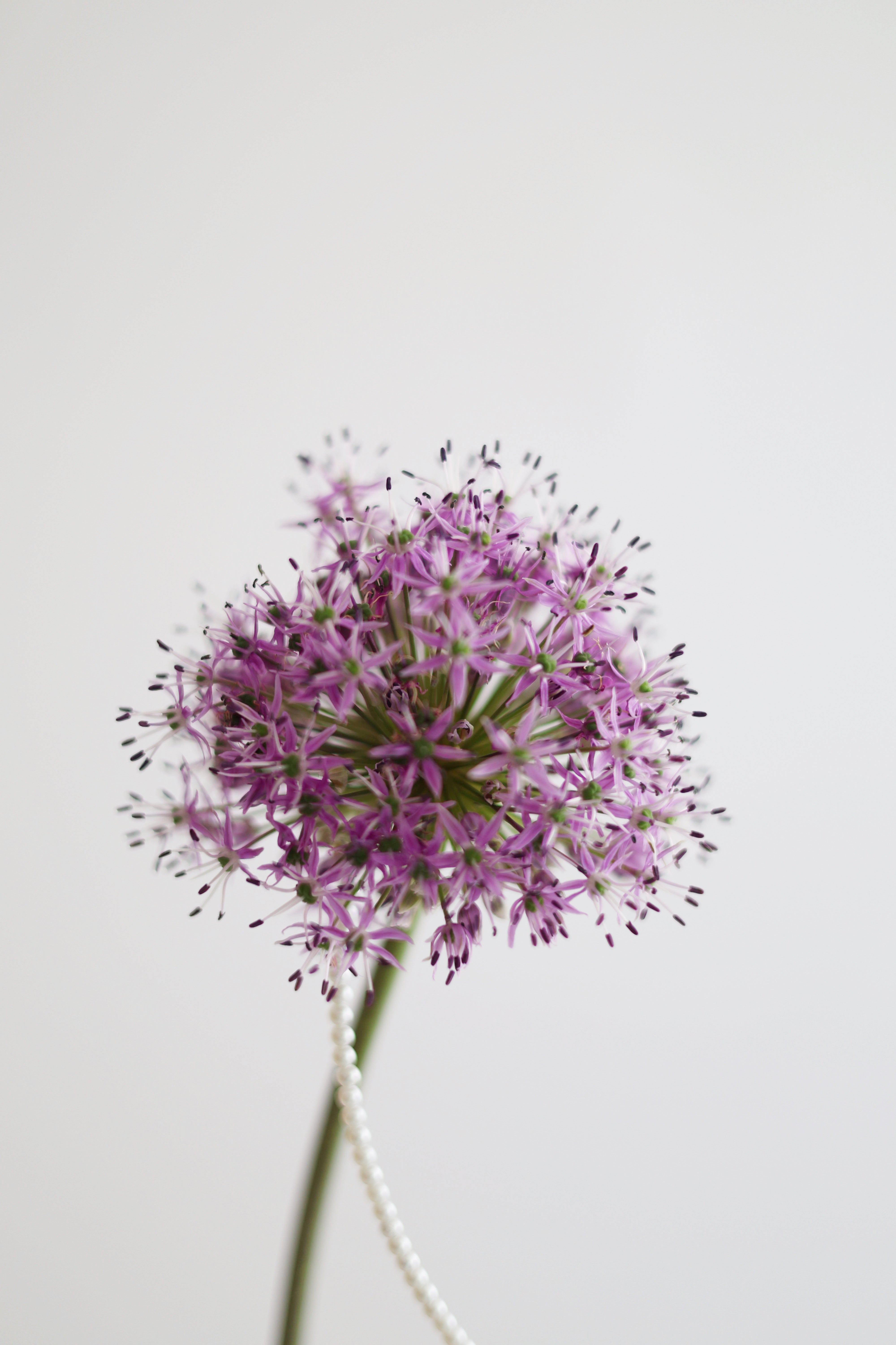 DEEP LAVENDER - Quicky bag