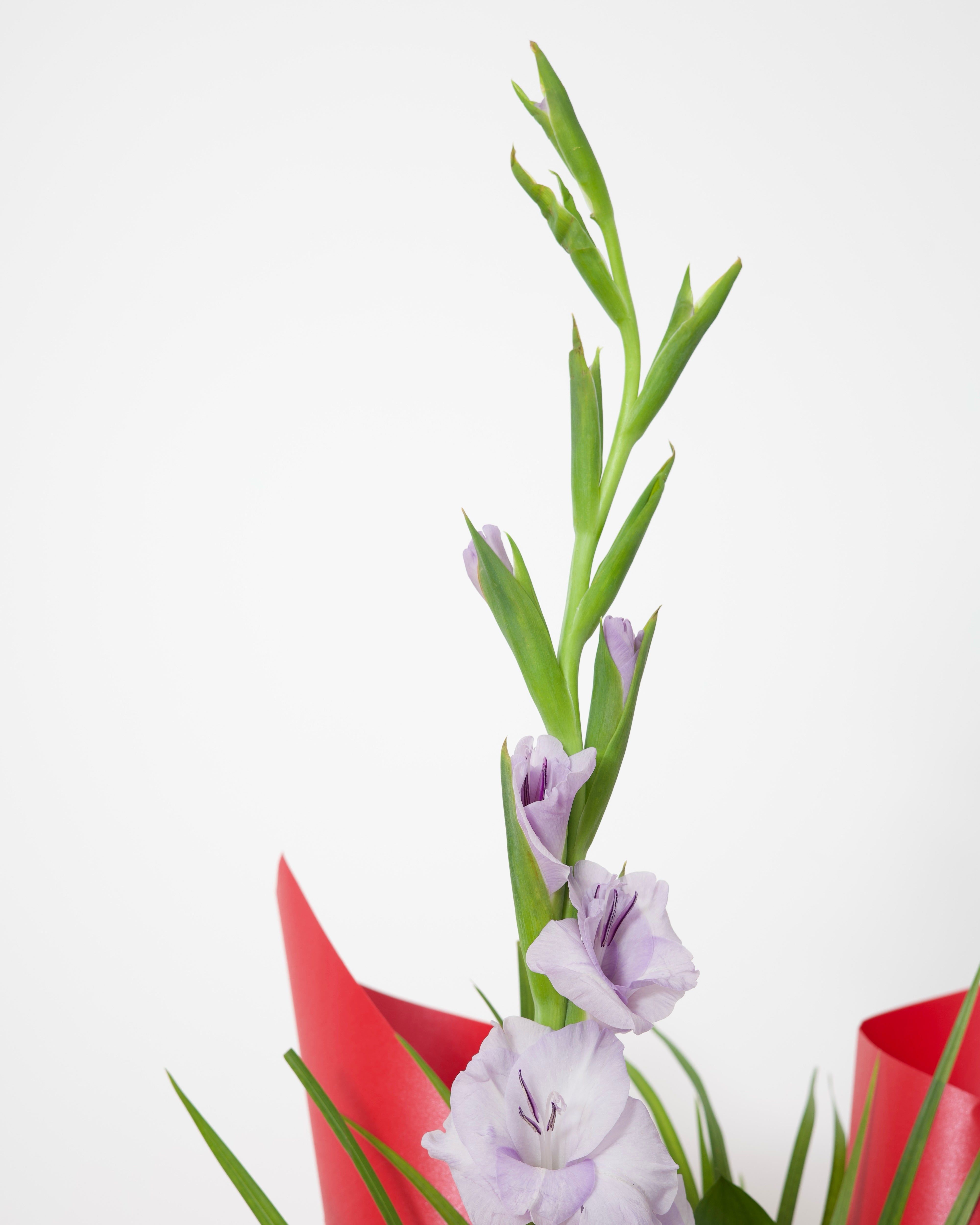 SCARLET - SLEEVE BOUQUET