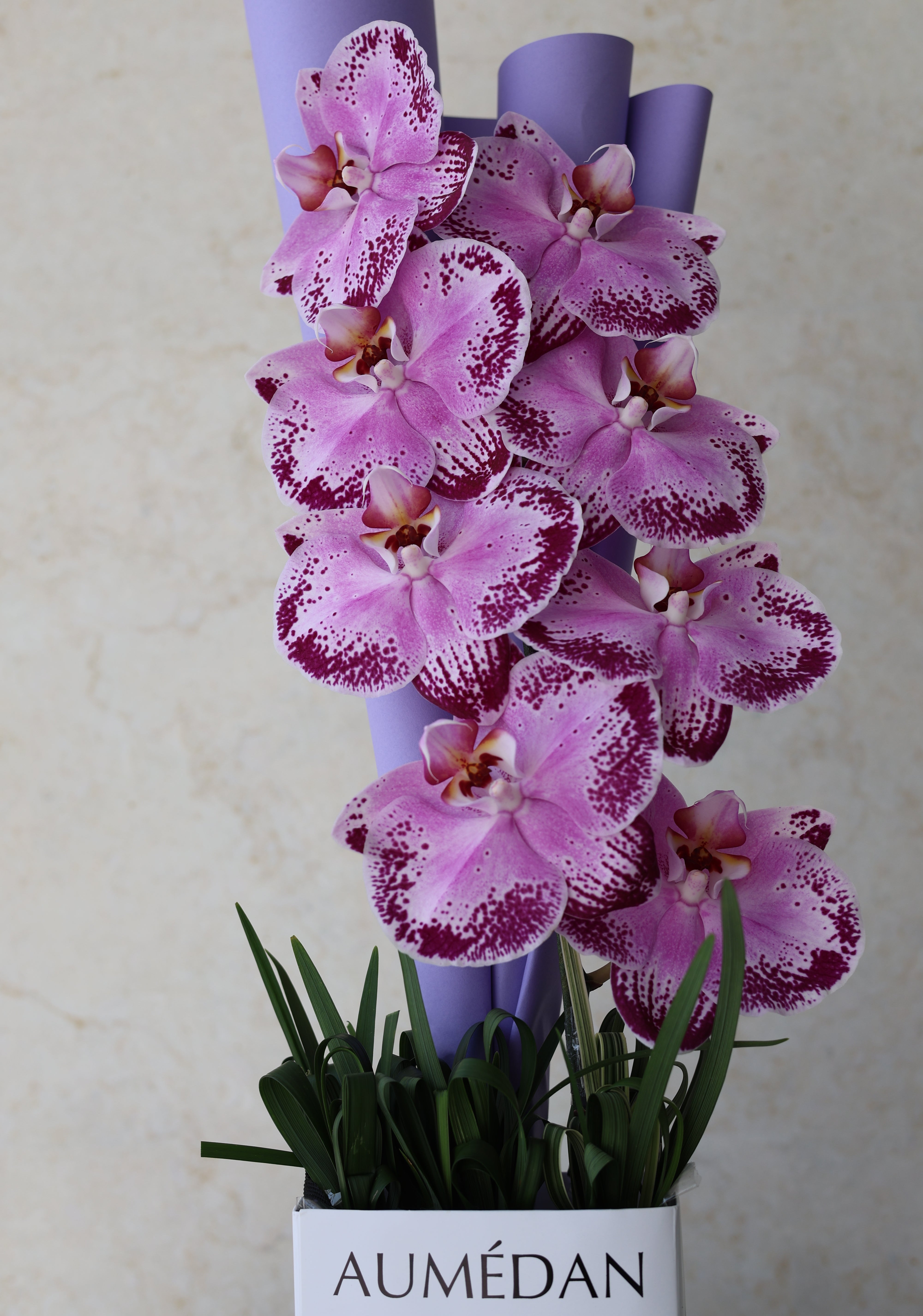 PHALAENOPSIS - QUICKY BAG