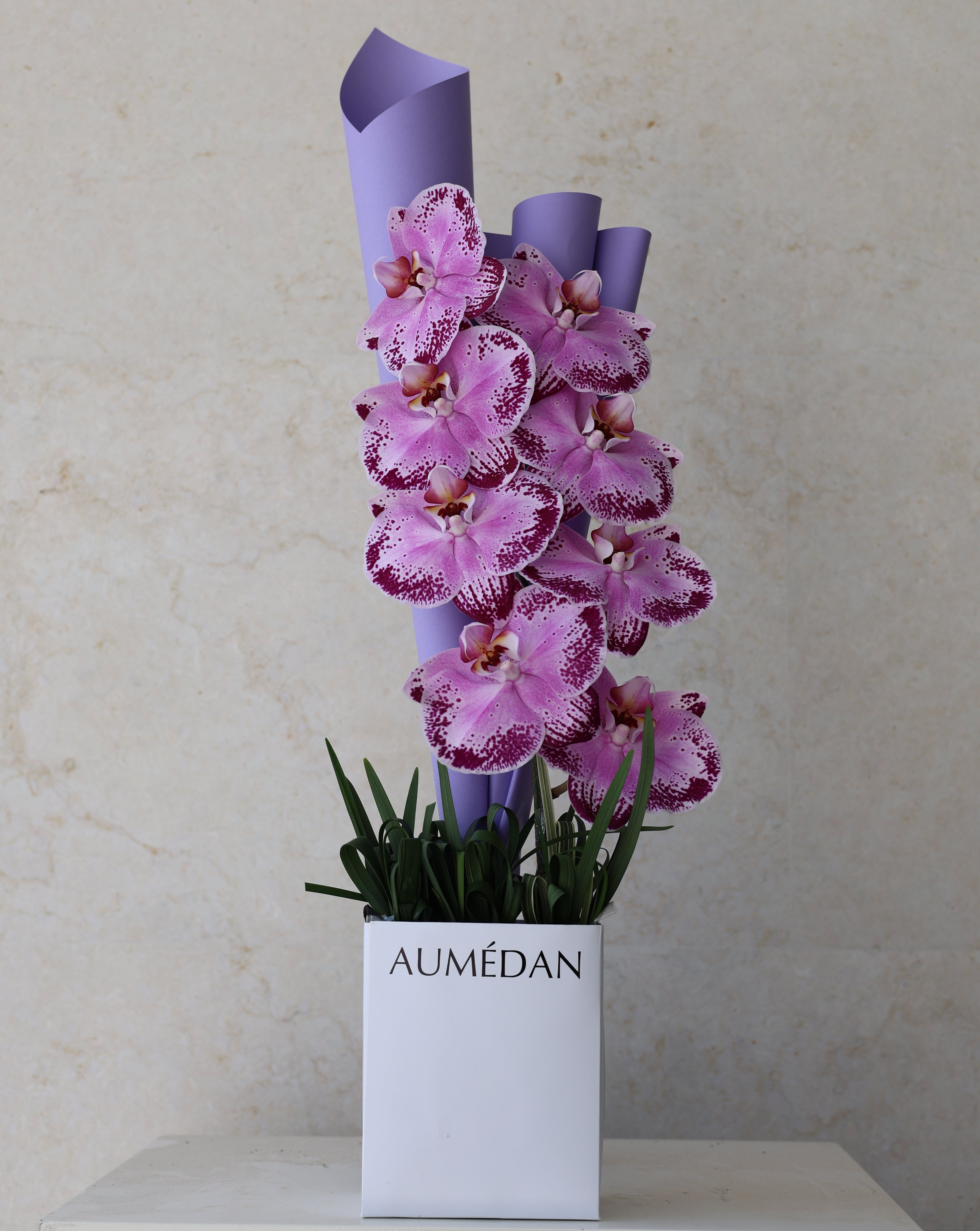 PHALAENOPSIS - QUICKY BAG