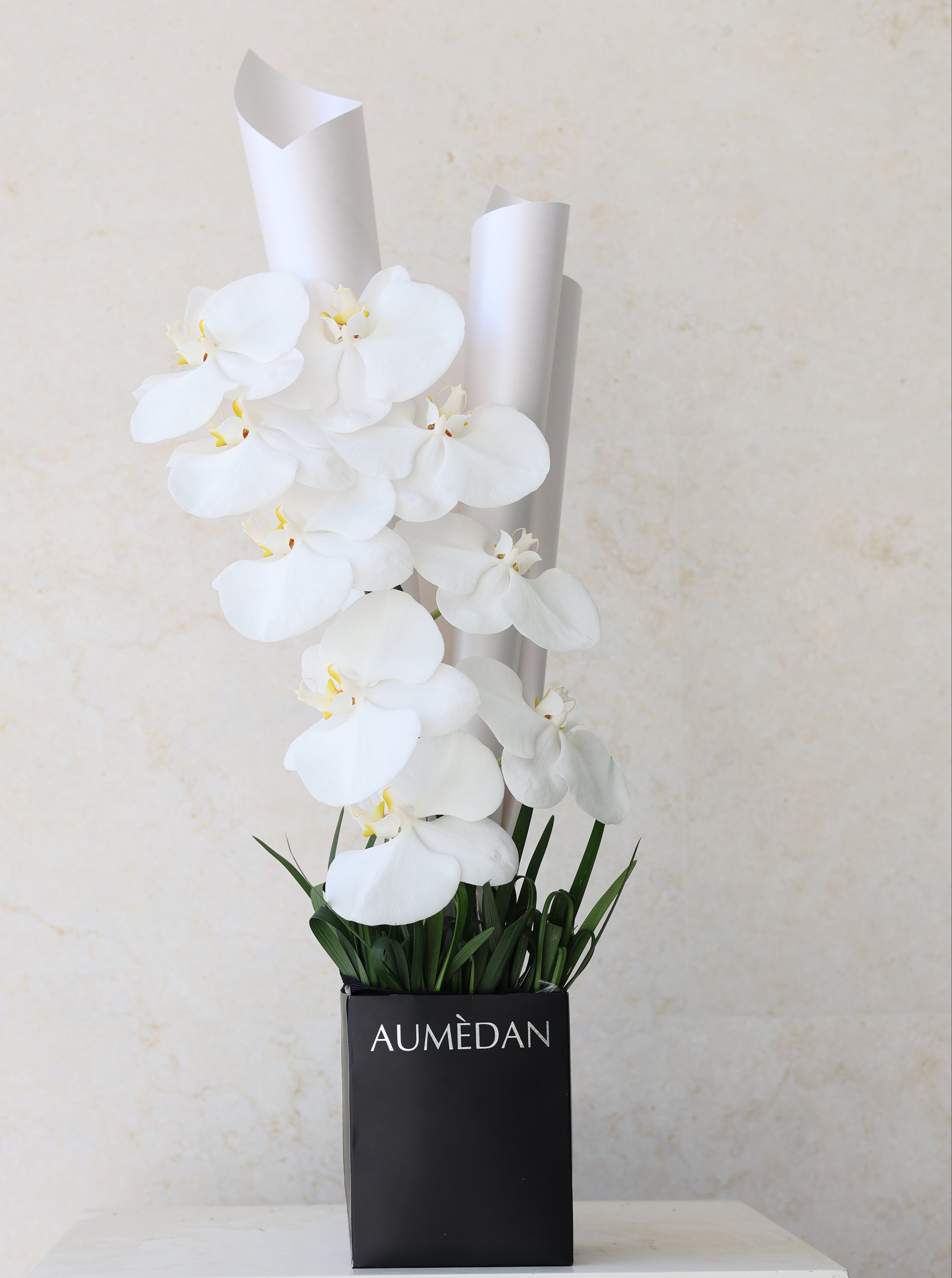 PHALAENOPSIS - QUICKY BAG