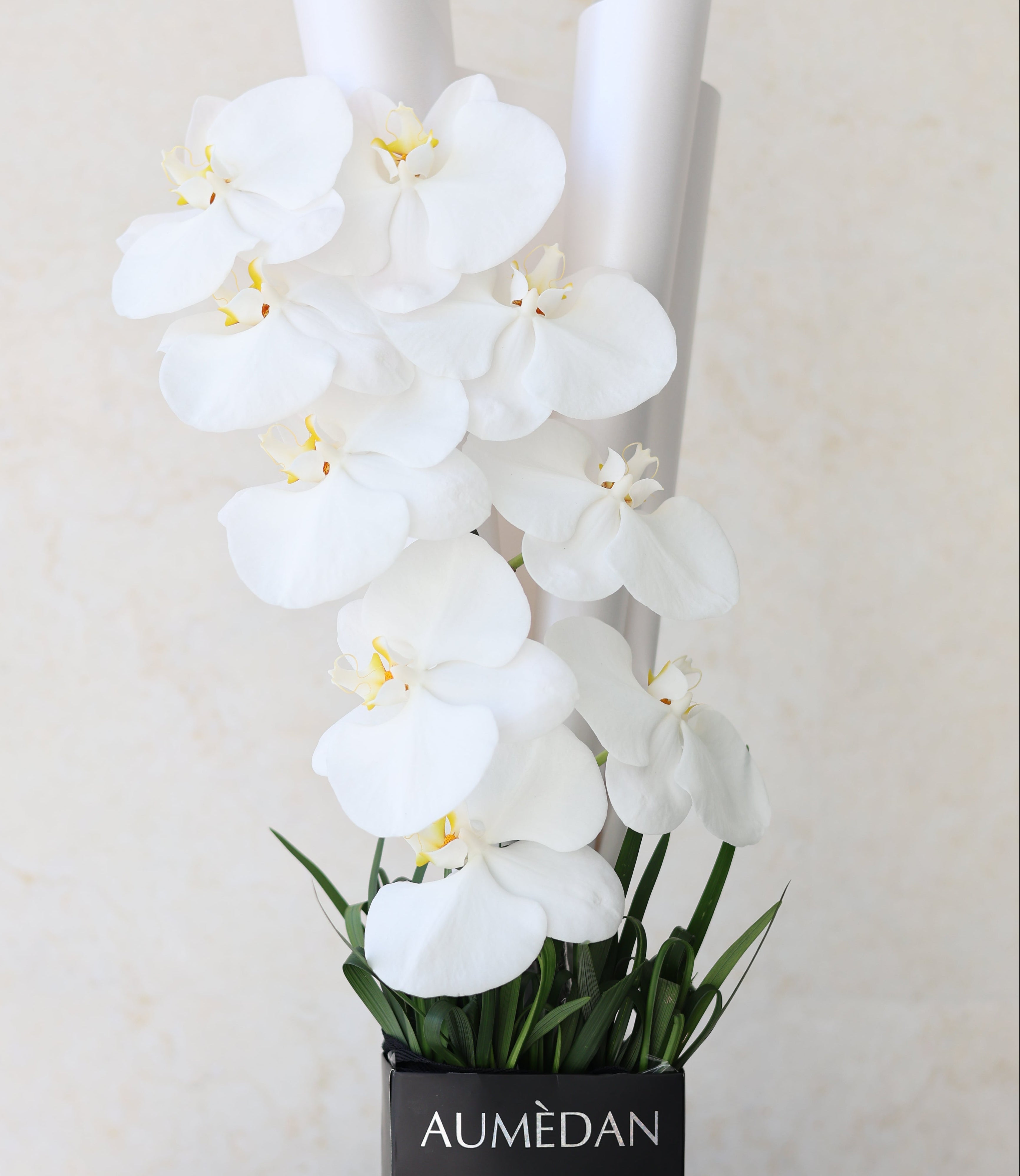 PHALAENOPSIS - QUICKY BAG