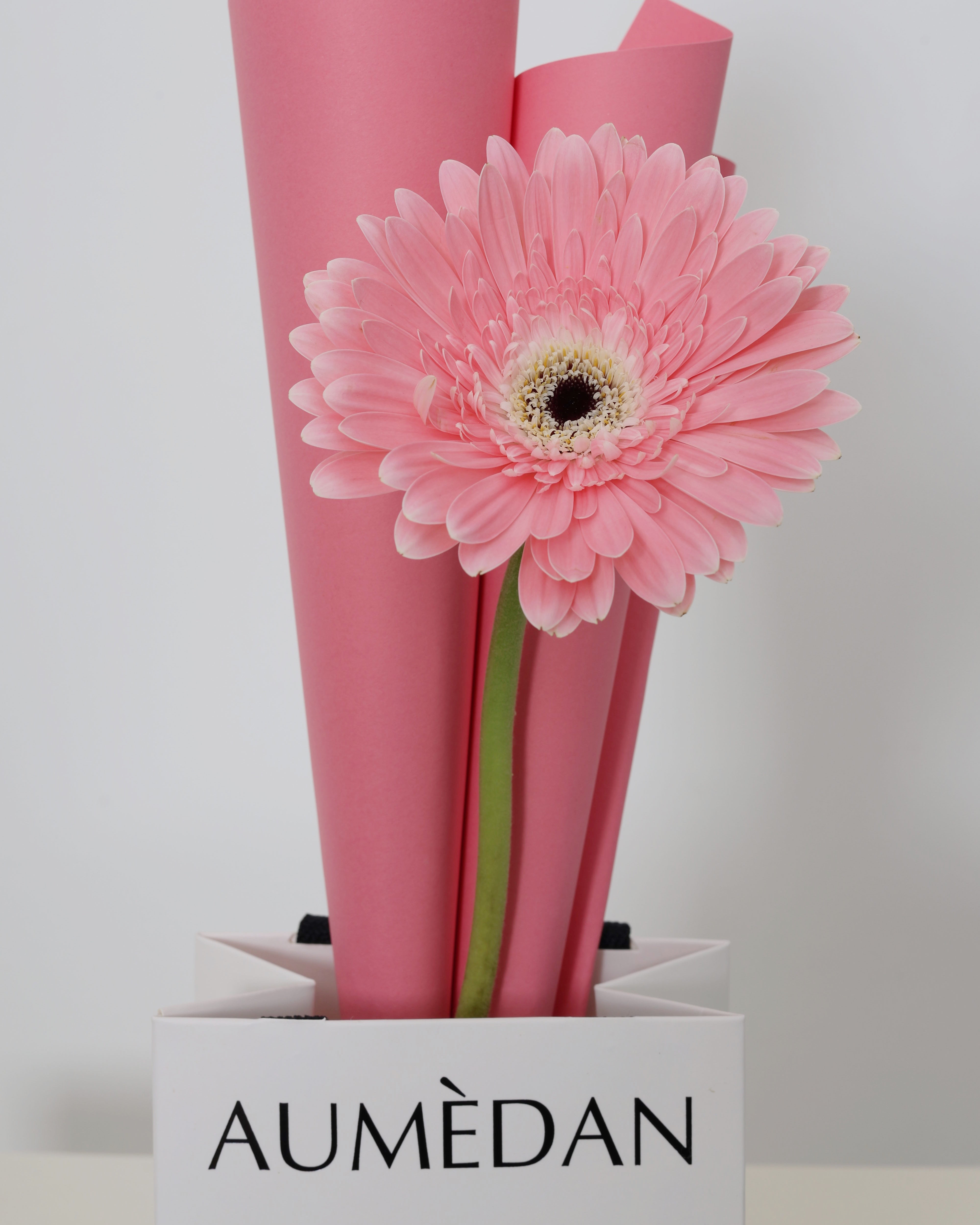 GERBERA SARTM