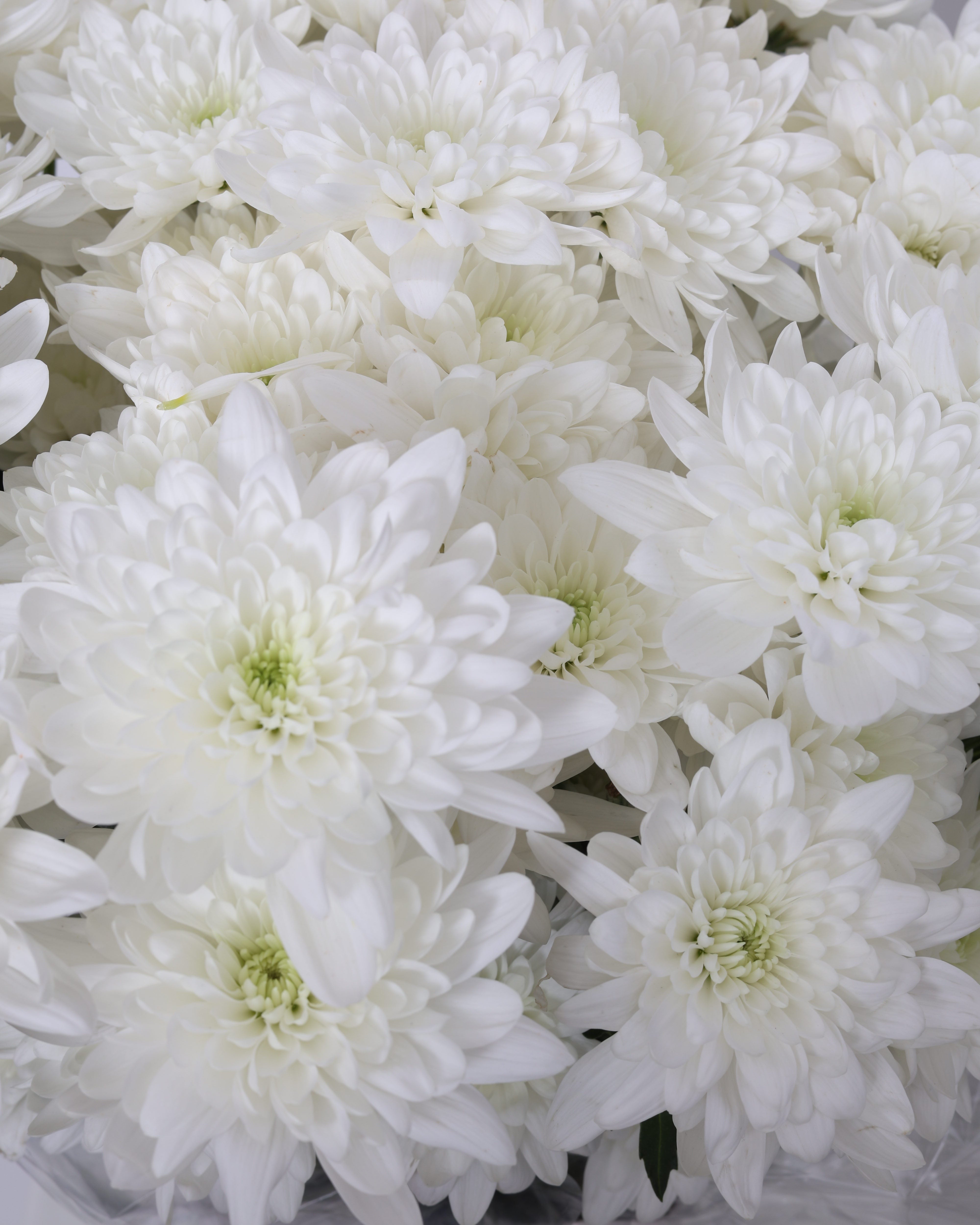 chrysanthemum spray pina colada