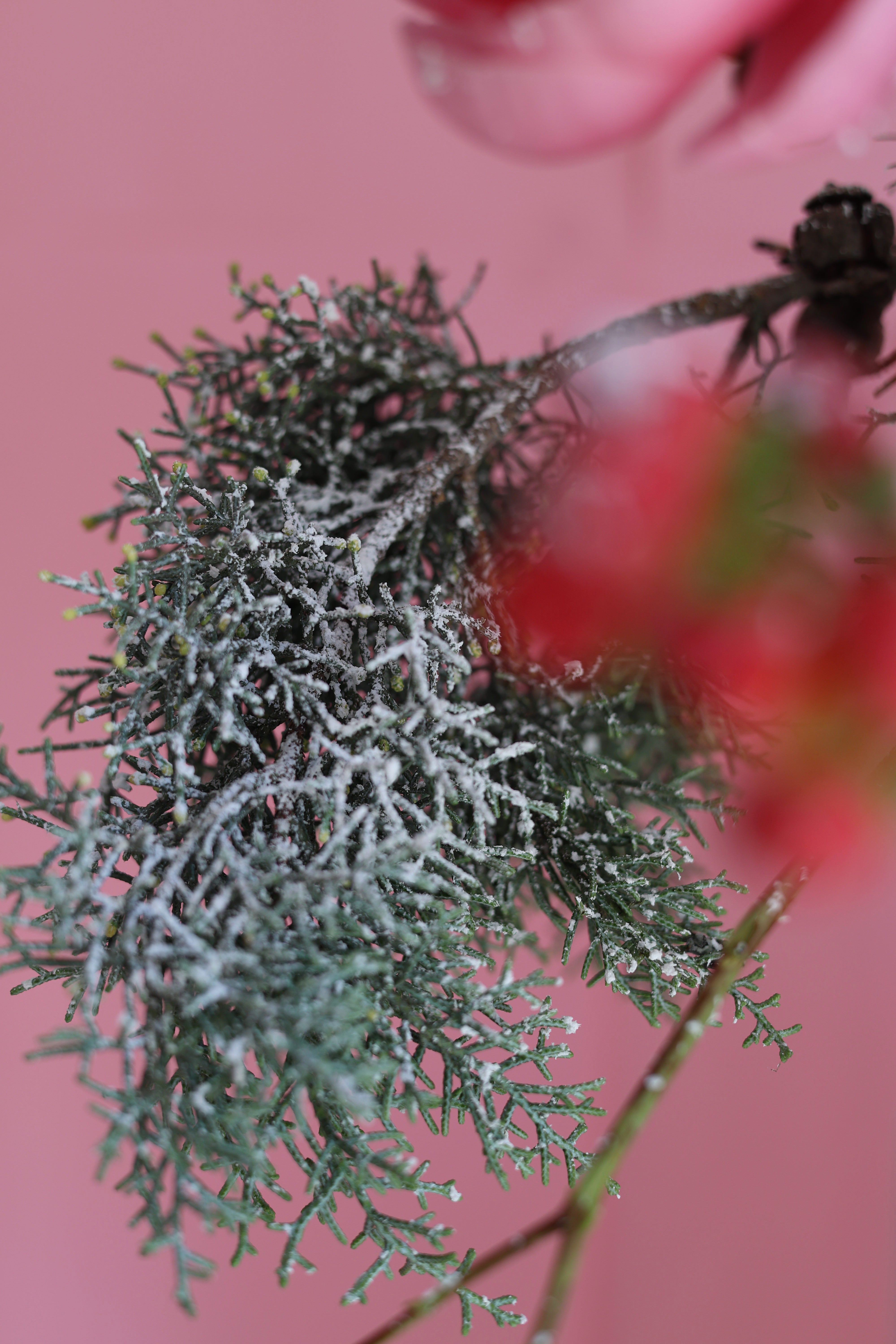 FROSTED ROMANCE - VASE ARRANGEMENT