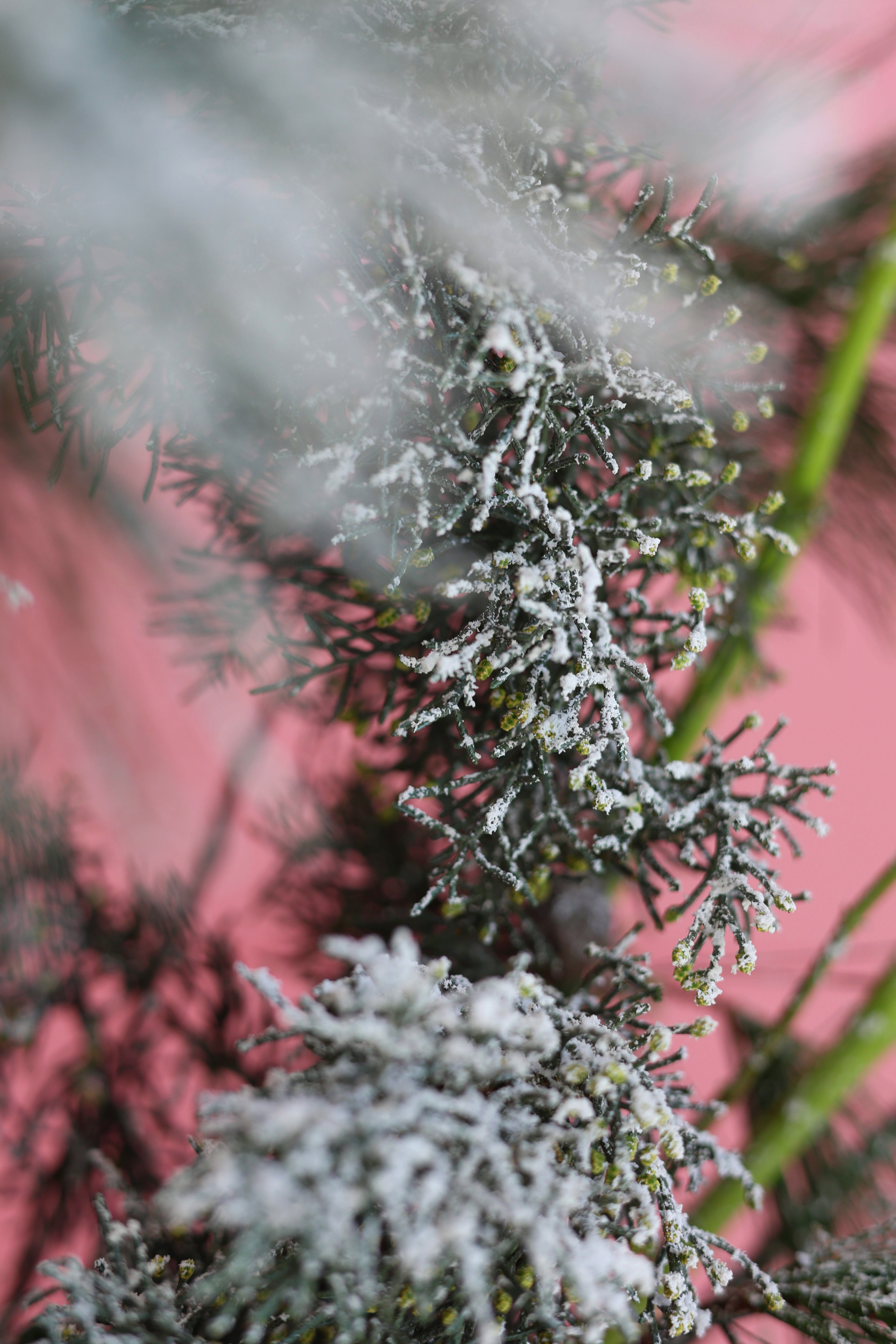 FROSTED ROMANCE - VASE ARRANGEMENT